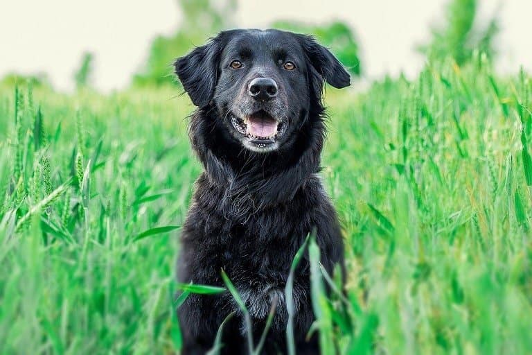 Black Retriever