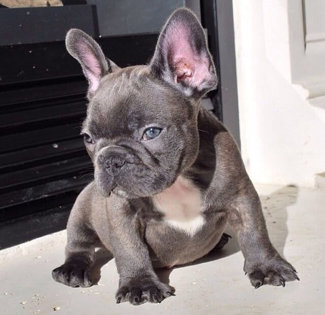 Grey French Bull dog