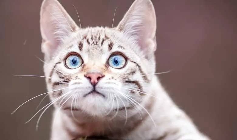 Snow Bengal Cat