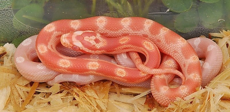 albino corn snake