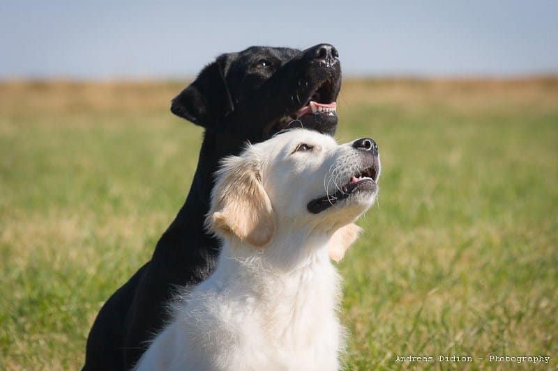 Black Golden Retriever vs Golden Retriever
