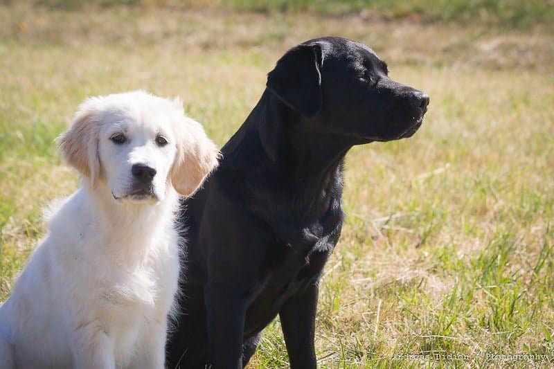 Black Retrievers