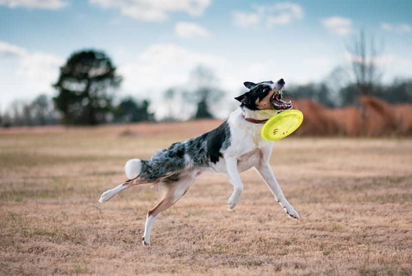 Frisbees for Dogs