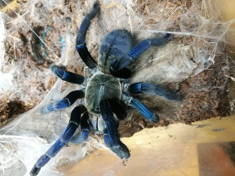 Cobalt Blue Tarantula
