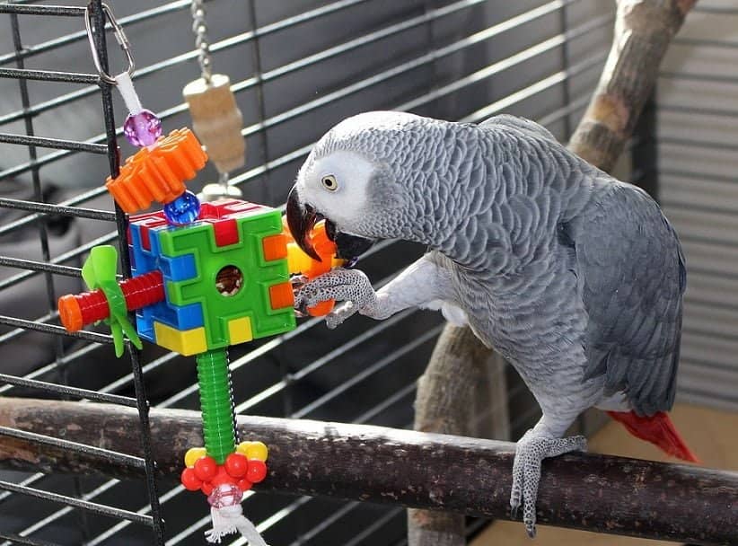 The Best Toys for Pet Birds From Parakeets to Parrots