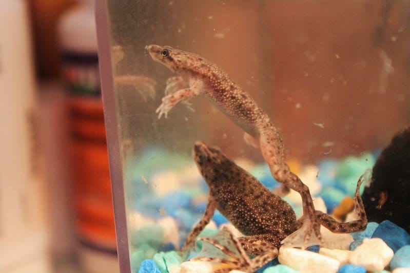 African Dwarf Frogs