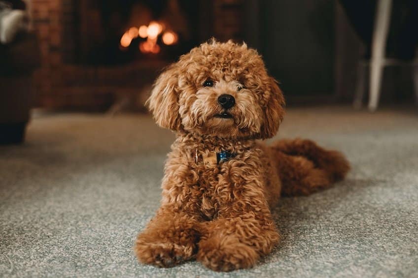 Moyen Poodle Dog Breed