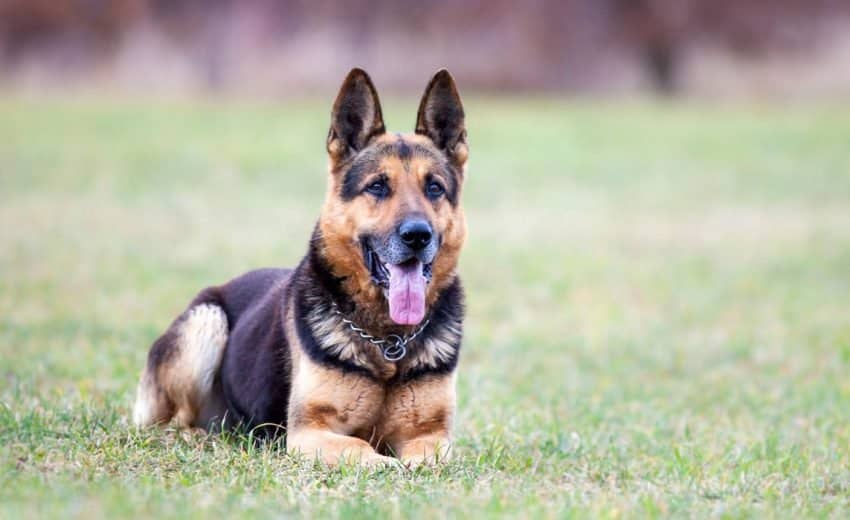 Short-Haired German Shepherds
