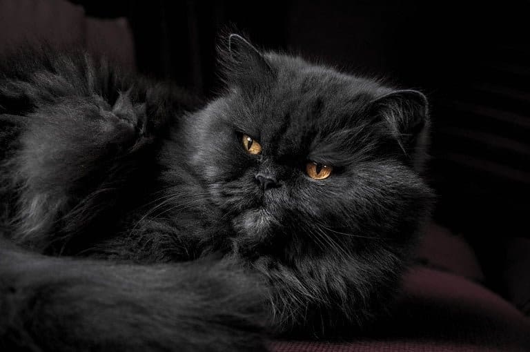 Black Persian cat