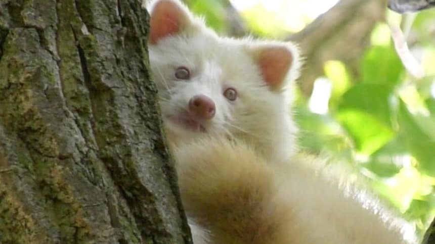 Albino Raccoon