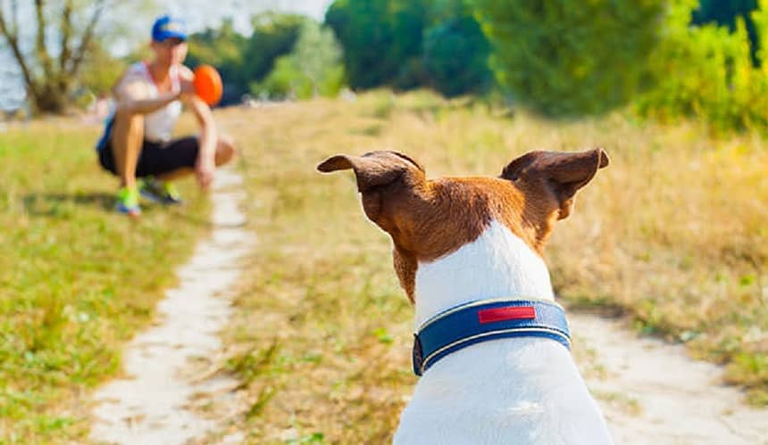15 fun ways to workout with your dog