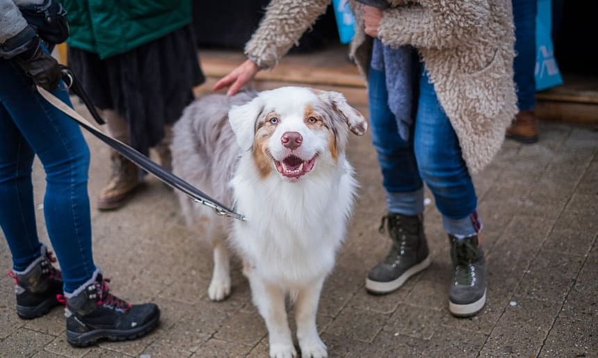 Dog Behaviorist vs Dog Trainer