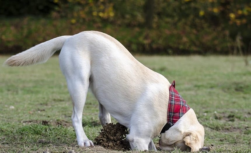 Stop a Dog from Digging