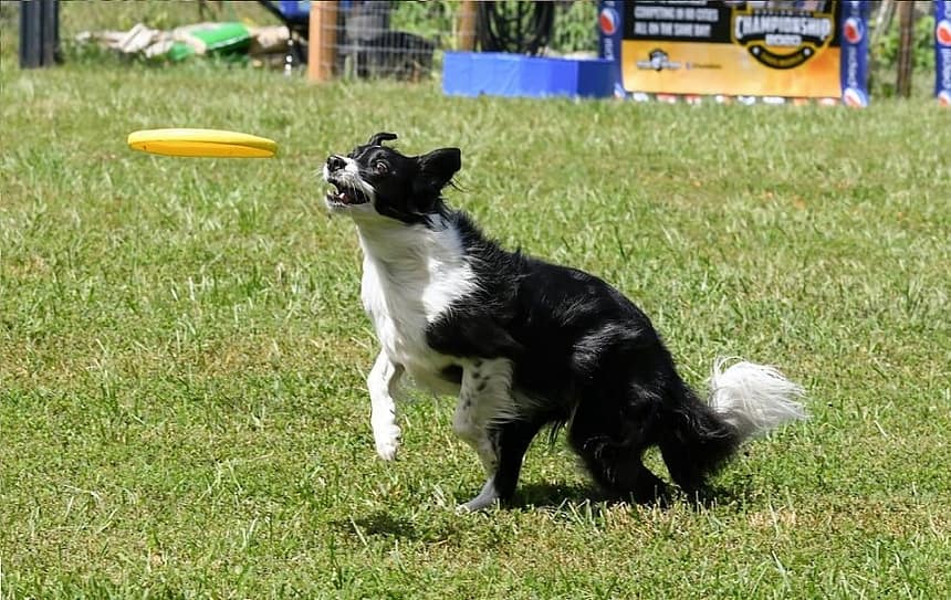 8 Steps To Teaching Your Dog To Fetch