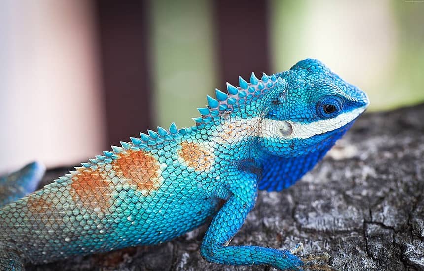 Blue Bearded Dragon
