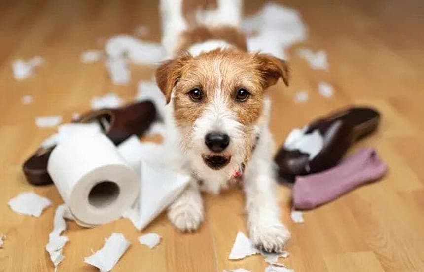 Dog Constantly Eats Inedible Things