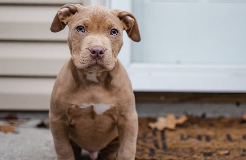 Relieving Puppy Constipation