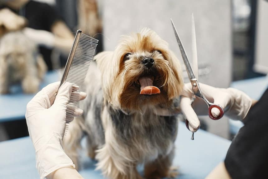 Pet Grooming