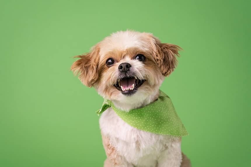 Best Chew Toys for Teething Puppies
