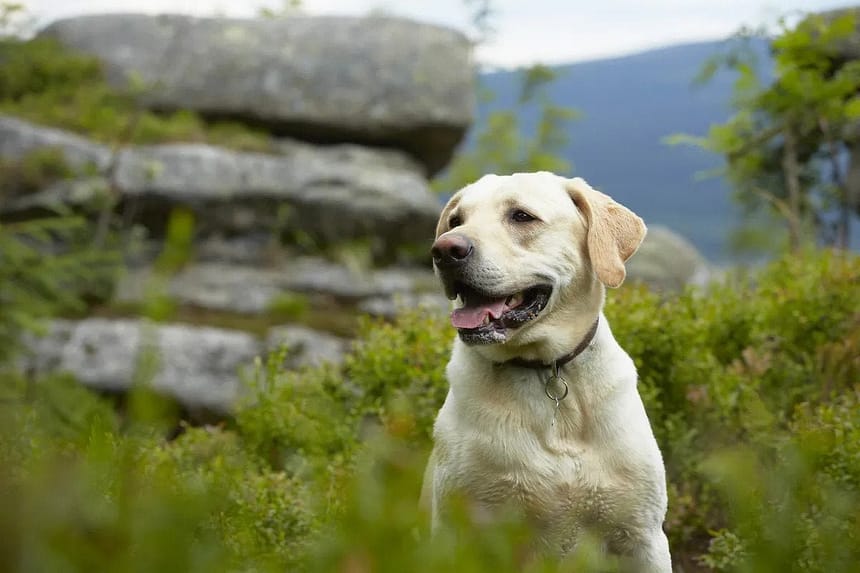 Grand Teton National Park Dog-Friendly