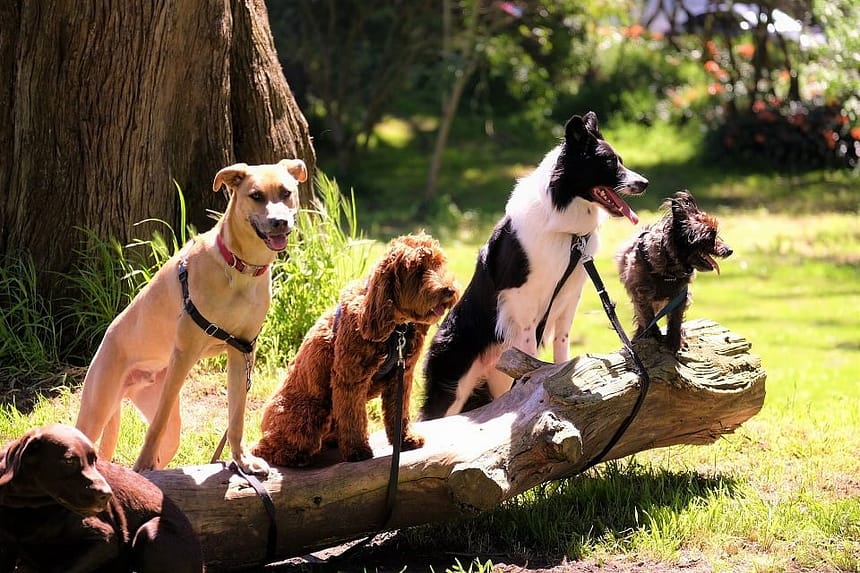 Most Common Question People Ask About Worst Dog breeds