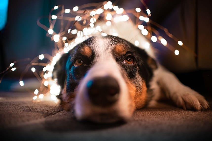 My Dog is Scared of Fireworks