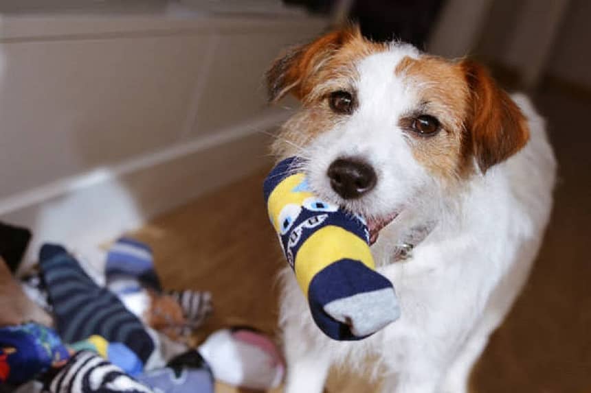 Why Do Dogs Steal Things and How to Stop It