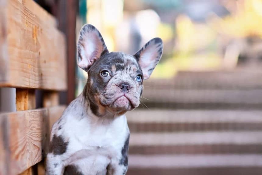 Merle Frenchie Picture
