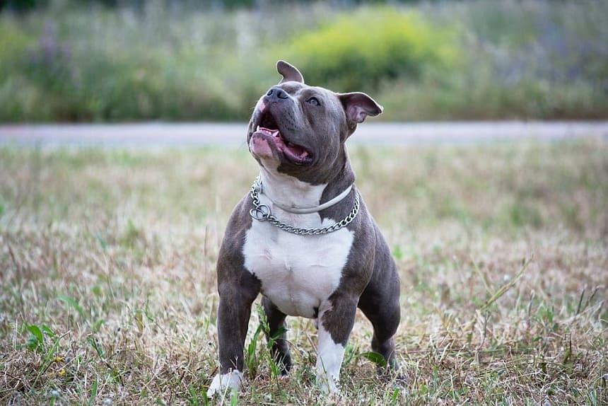 Bulldogges