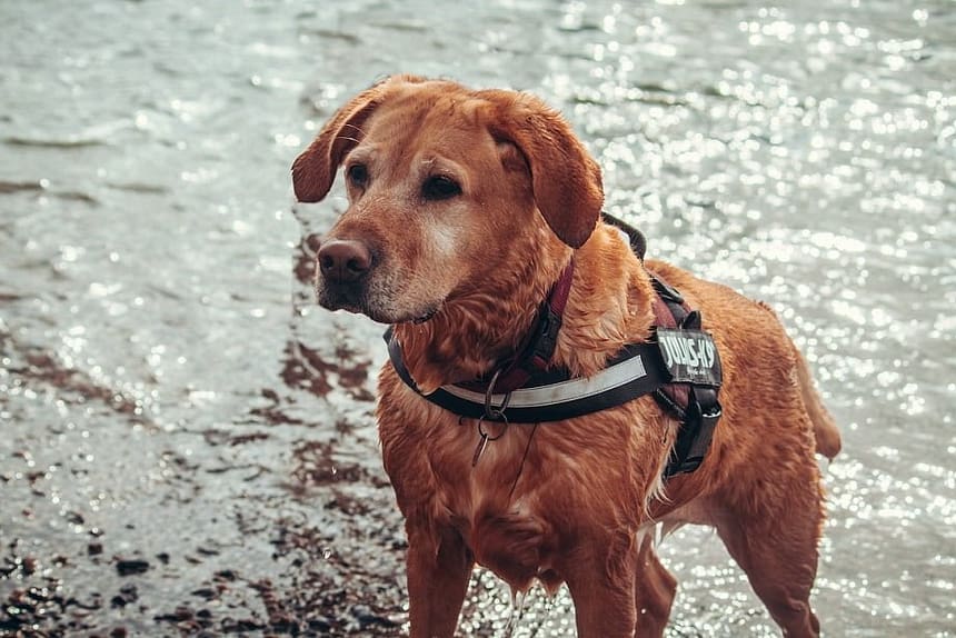 Labrador Retriever Training