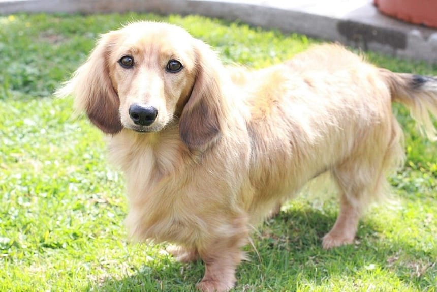English Cream Dachshund