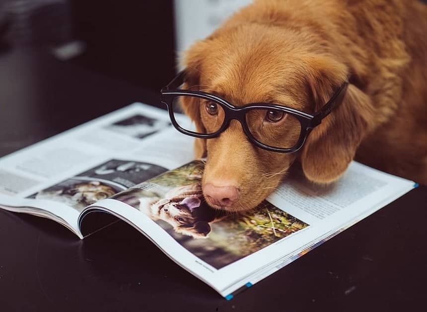 Mental Enrichment for Dogs