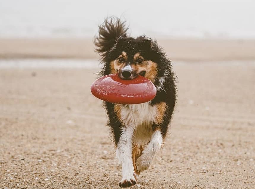 Best Outdoor Dog Fetch Toys