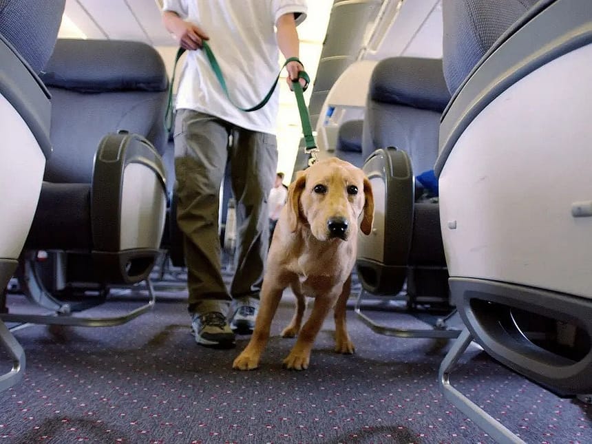 Air Travel with Large Dogs