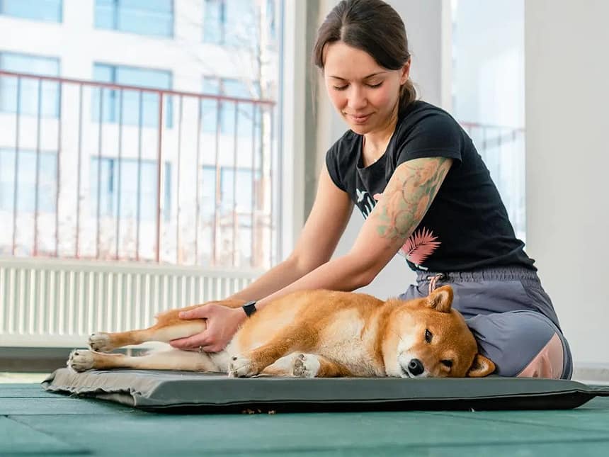 Dog Stretches health