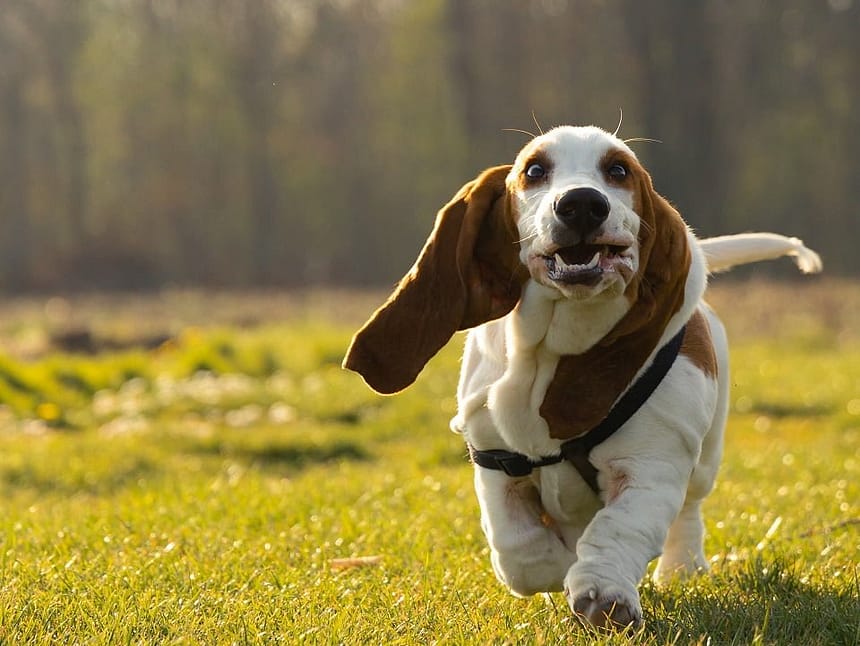 Basset Hound