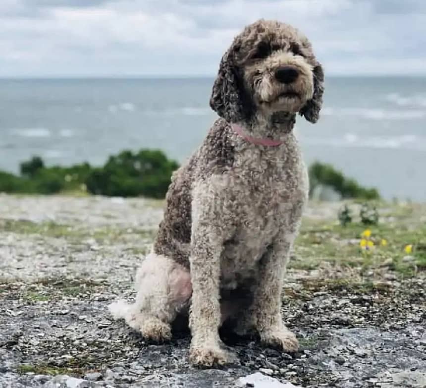 Pitbull Poodle Mix