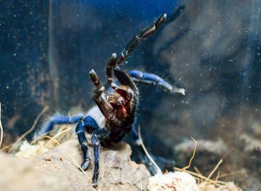 Cobalt Blue Tarantula Exotic Pet