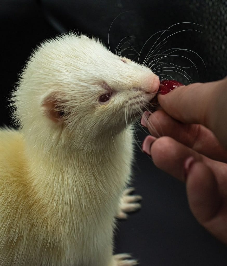 Care Requirements for White Ferrets