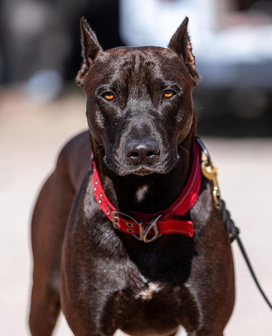 Canis Panther dog breed