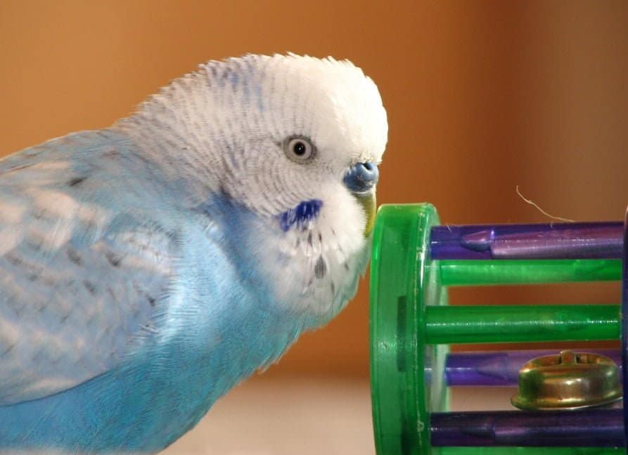 best toys for Parakeets