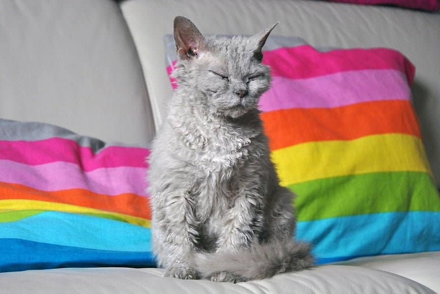Selkirk Rex Cat