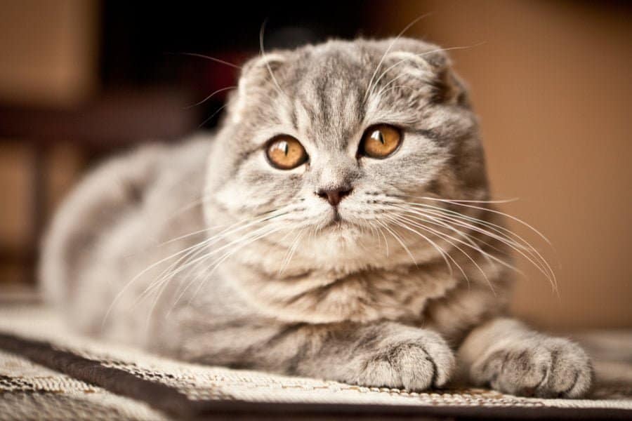 Cute Scottish Munchkin