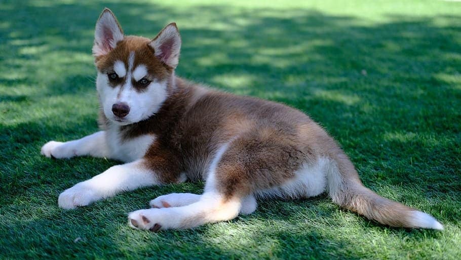 Red Siberian Husky puppy