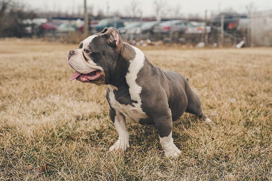 Merle Bully Dog