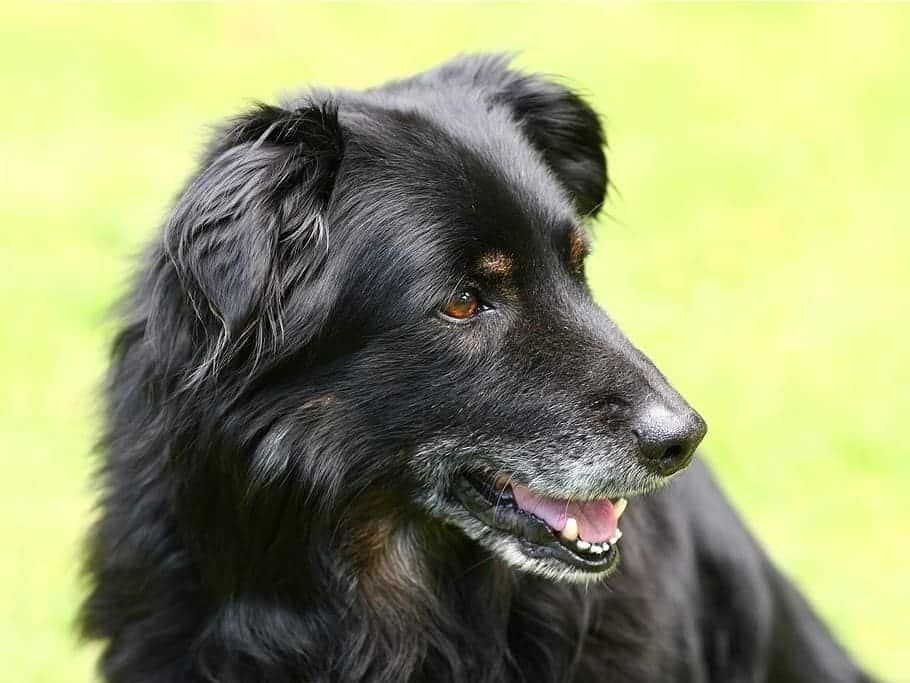 Black Golden Retriever dog