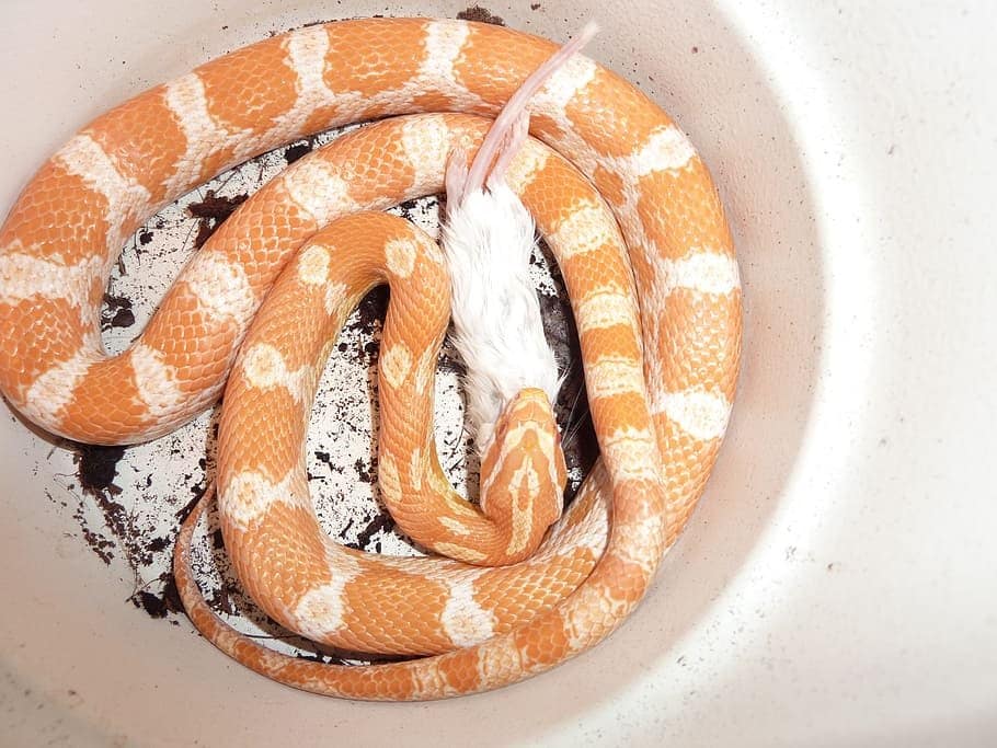 albino corn snake