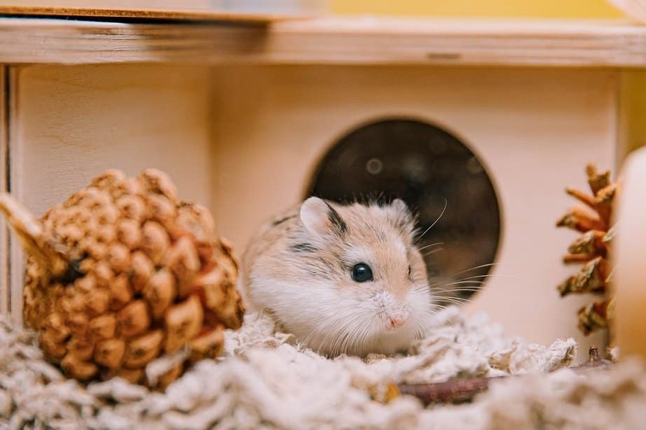 Roborovski Dwarf Hamsters
