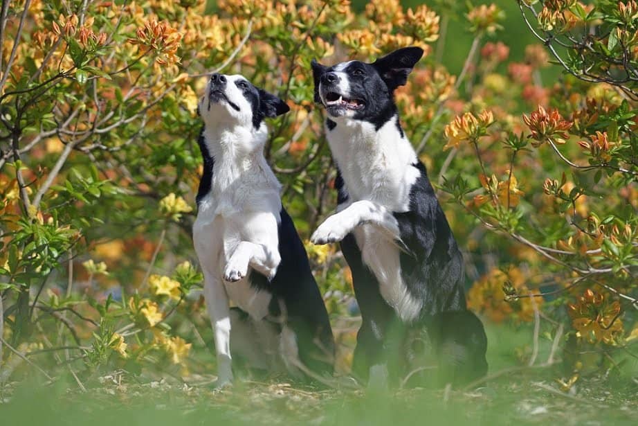 Short Haired Border Collie Dog