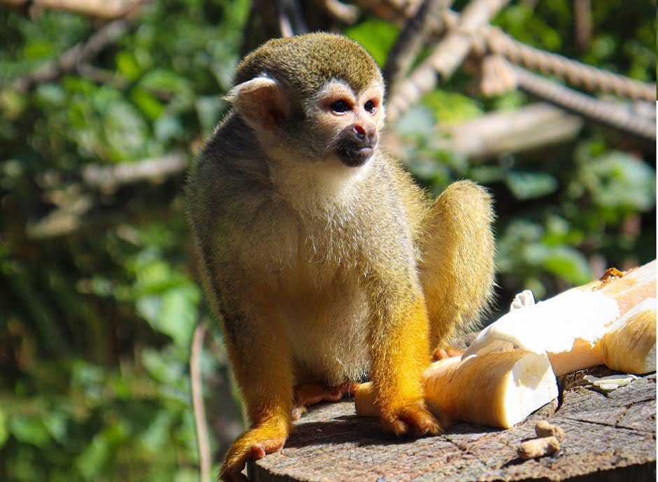 Squirrel Monkeys